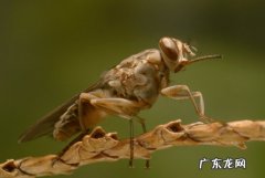 舌蝇 哪些常见的小毒虫会要人命