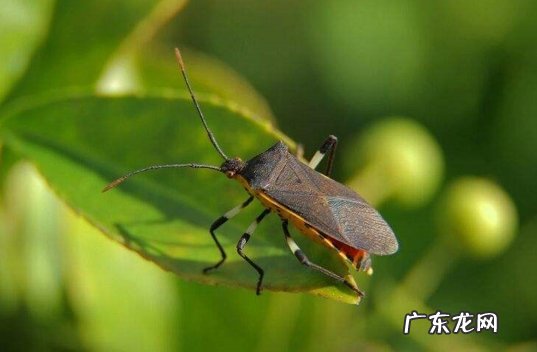 舌蝇 哪些常见的小毒虫会要人命