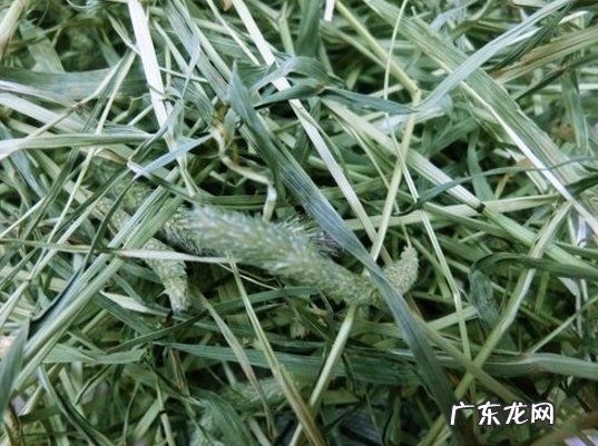 兔粮 哪些食物能给兔子吃