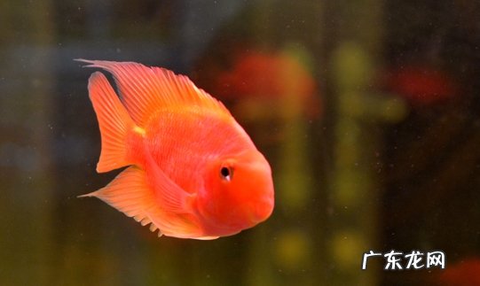 孔雀鱼 新手可以选择哪些品种的小型鱼