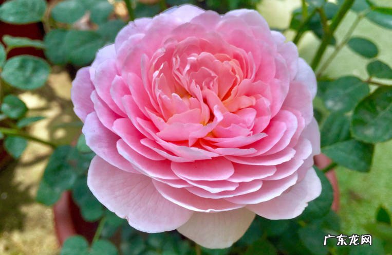 茉莉花，三角梅，月季花 适合夏天的花卉品种有哪些