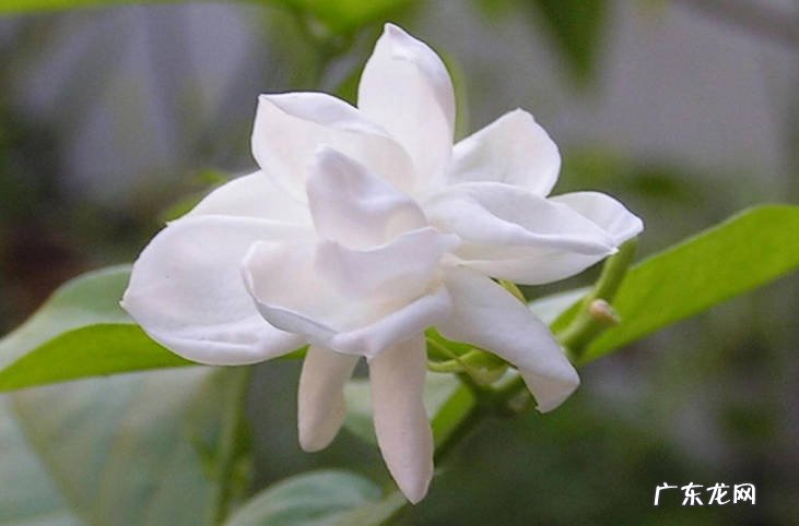 茉莉花，三角梅，月季花 适合夏天的花卉品种有哪些