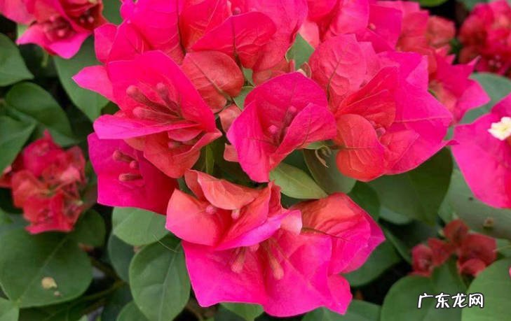 茉莉花，三角梅，月季花 适合夏天的花卉品种有哪些