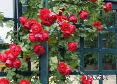 怕太阳晒，容易生病 月季遭到弃养的原因是什么