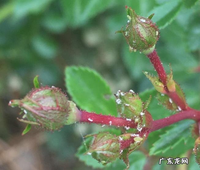 怕太阳晒,容易生病 月季遭到弃养的原因是什么