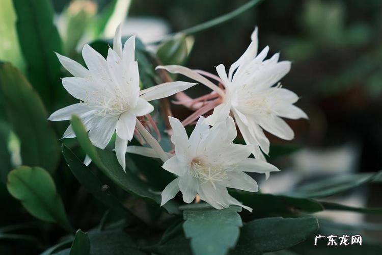 小叶昙花,大岩桐等 害怕太阳的富贵花有什么