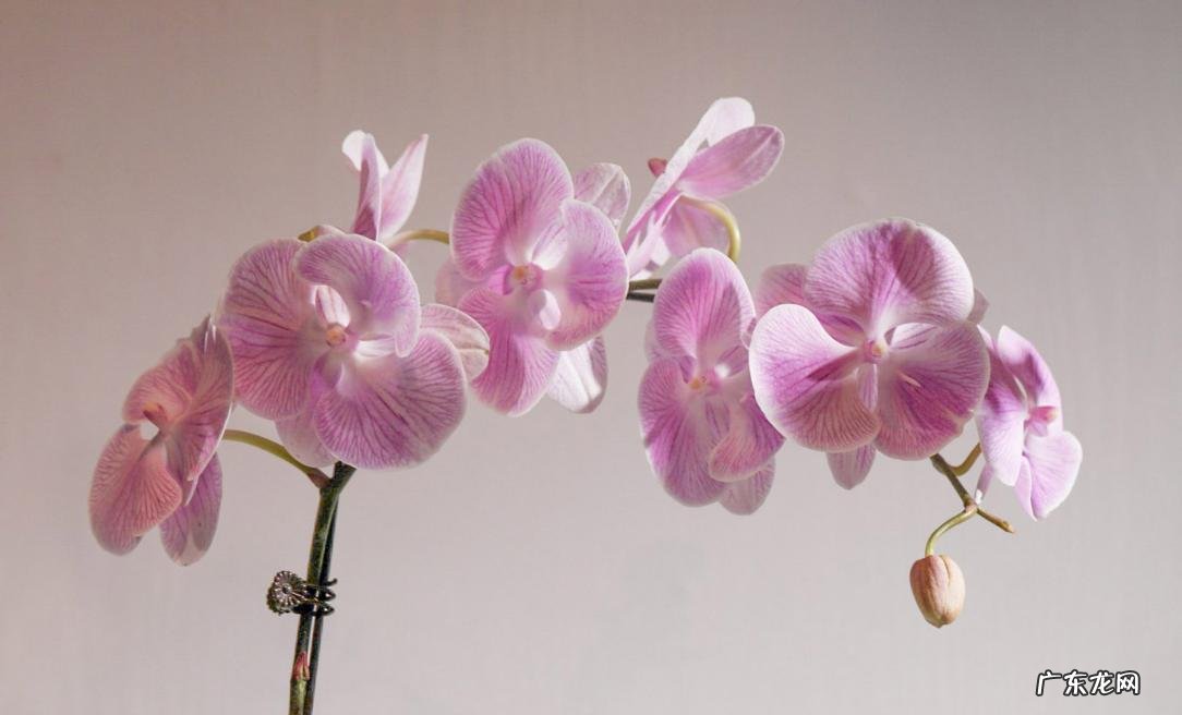 小叶昙花,大岩桐等 害怕太阳的富贵花有什么