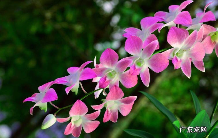 月季花,兰花,长寿花 哪些花需要在春天施肥