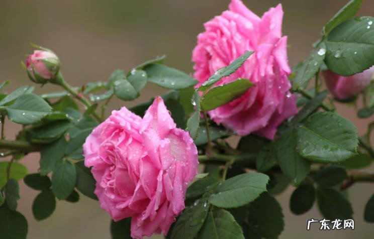 月季花,兰花,长寿花 哪些花需要在春天施肥