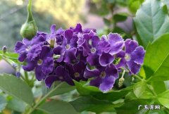 蕾丝金露花，缠枝牡丹等 见光就能活的花有什么