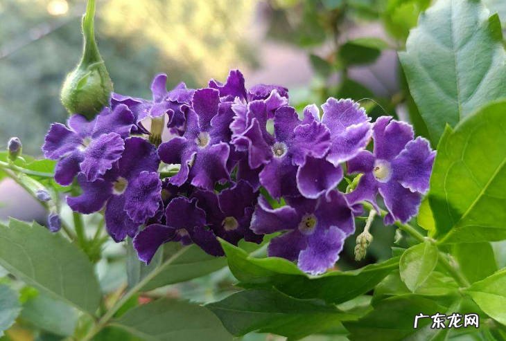 蕾丝金露花,缠枝牡丹等 见光就能活的花有什么