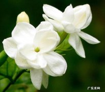 茉莉花，米兰，金边瑞香 哪些香香花可以吸收异味