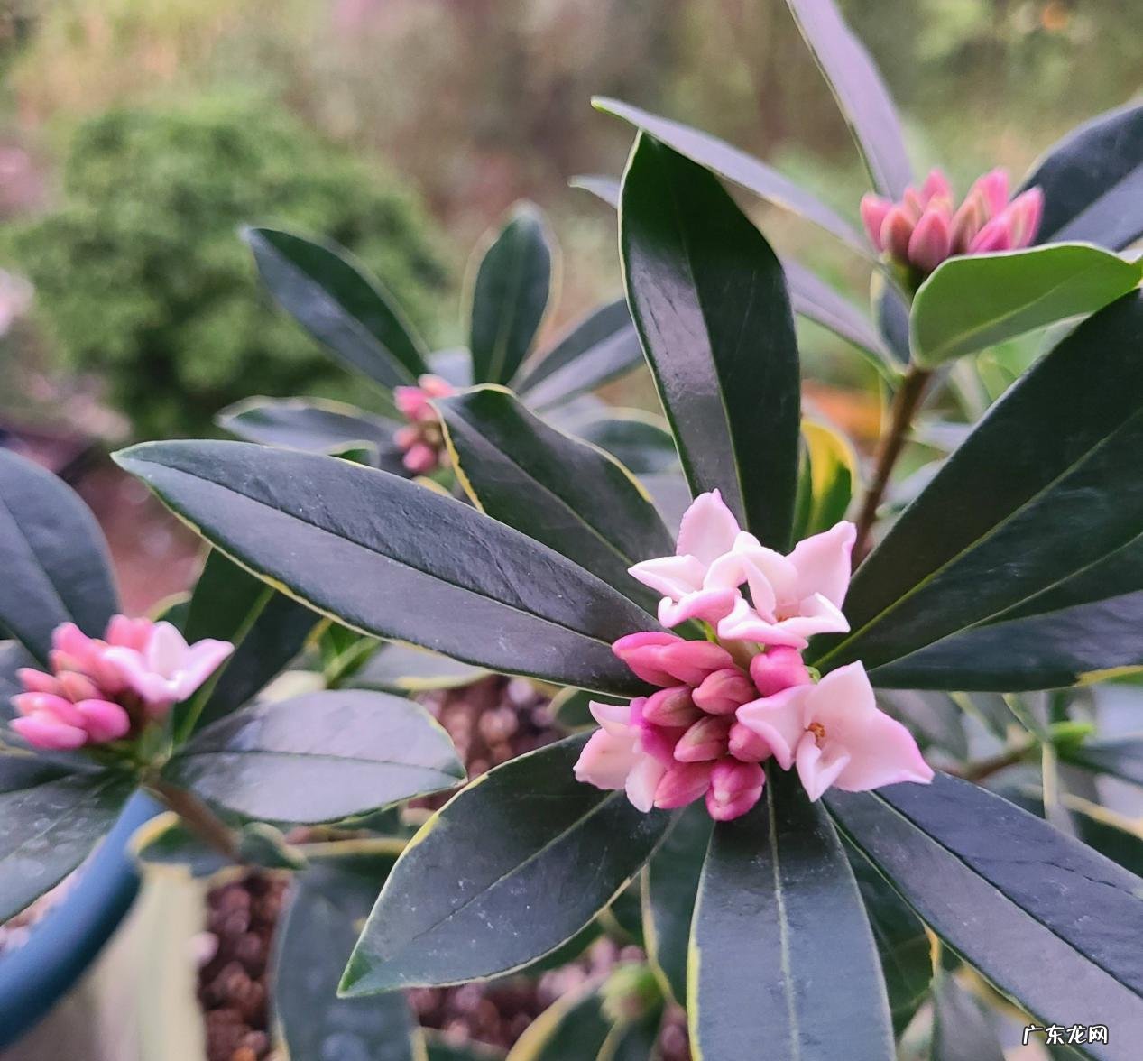 茉莉花,米兰,金边瑞香 哪些香香花可以吸收异味