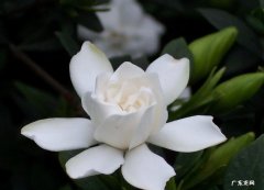 栀子花 哪些植物一换盆就死
