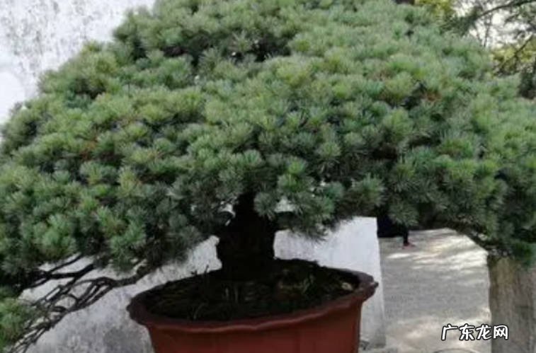 松柏翠玉 揭秘制作松柏类盆景的神秘技法