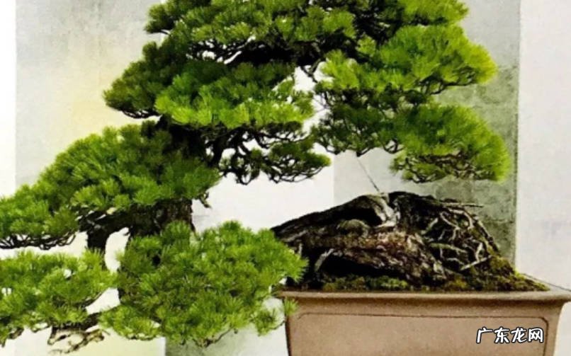 松柏翠玉 揭秘制作松柏类盆景的神秘技法