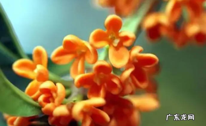 栽桂花用什么土 什么土适合种桂花