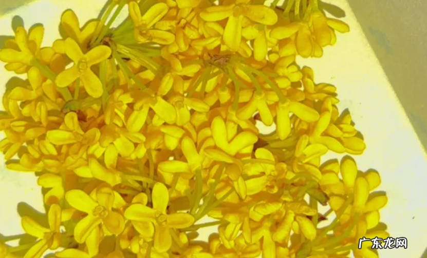 栽桂花用什么土 什么土适合种桂花