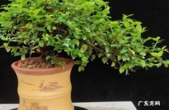 雀梅盆景养护宝典