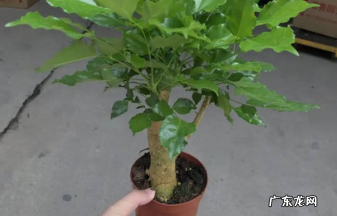 北方室内什么盆栽树最好养盆栽树有哪些好处?