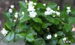 如何养植盆栽茉莉花养植盆栽有哪些好处？
