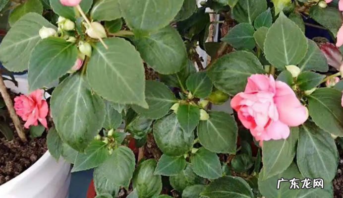 玻璃翠秋天能播种吗玻璃翠种植方法有哪些?