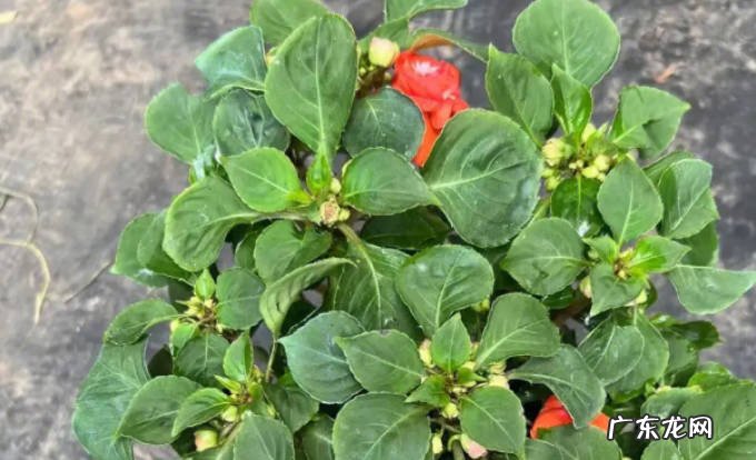 玻璃翠秋天能播种吗玻璃翠种植方法有哪些?
