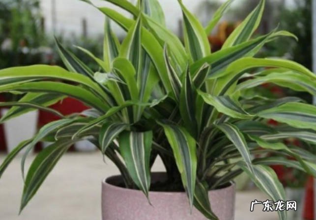 盆栽绿植秋季换盆后如何养护 换盆什么时间最佳?
