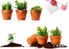 盆栽绿植秋季换盆后如何养护 换盆什么时间最佳？