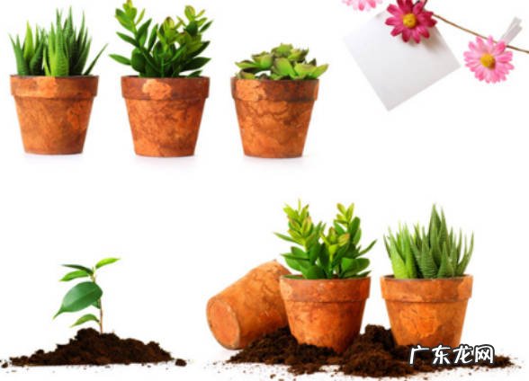 盆栽绿植秋季换盆后如何养护 换盆什么时间最佳?