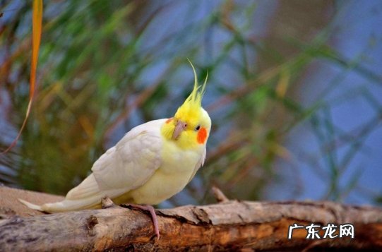 虎皮鹦鹉 适合新手的鹦鹉品种有哪些