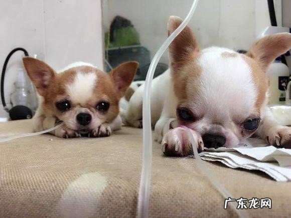 容易生病 为什么养吉娃娃的人不多了
