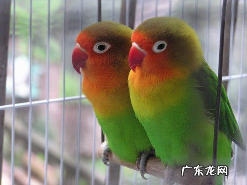 桃脸情侣鹦鹉等 哪个品种的鹦鹉最适合新手