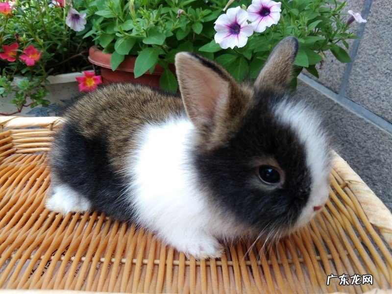 仓鼠，宠物兔等 哪些小宠好养又便宜