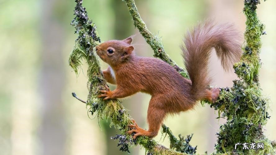 仓鼠，宠物兔等 哪些小宠好养又便宜