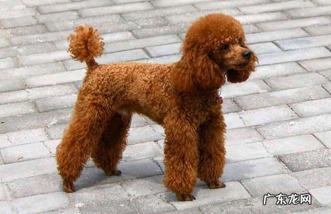 贵宾犬 哪些通人性的狗狗灵气十足