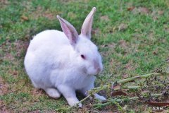 宠物兔、乌龟、仓鼠等 家里适合养哪些品种的宠物