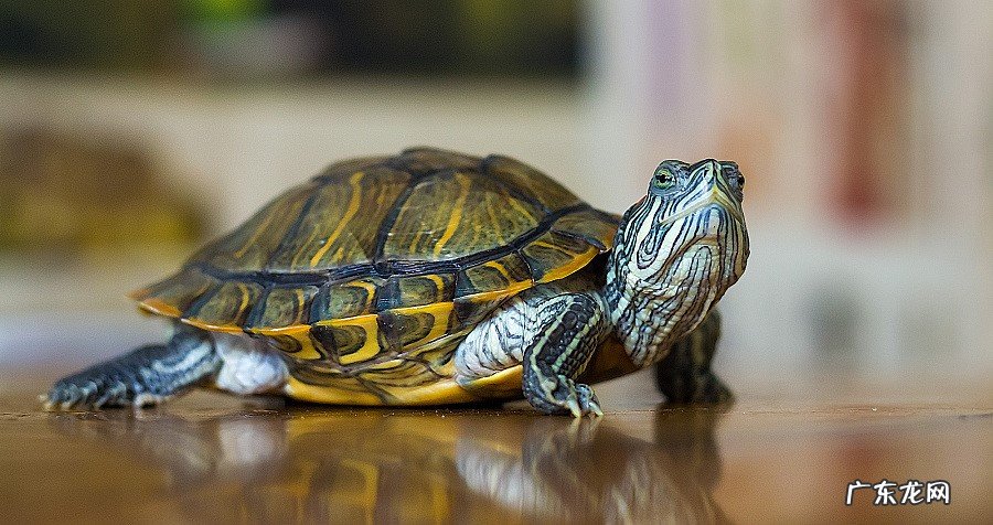 宠物兔、乌龟、仓鼠等 家里适合养哪些品种的宠物