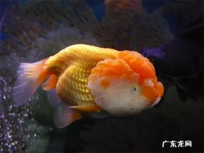 虎头金鱼 高颜值的金鱼品种有哪些