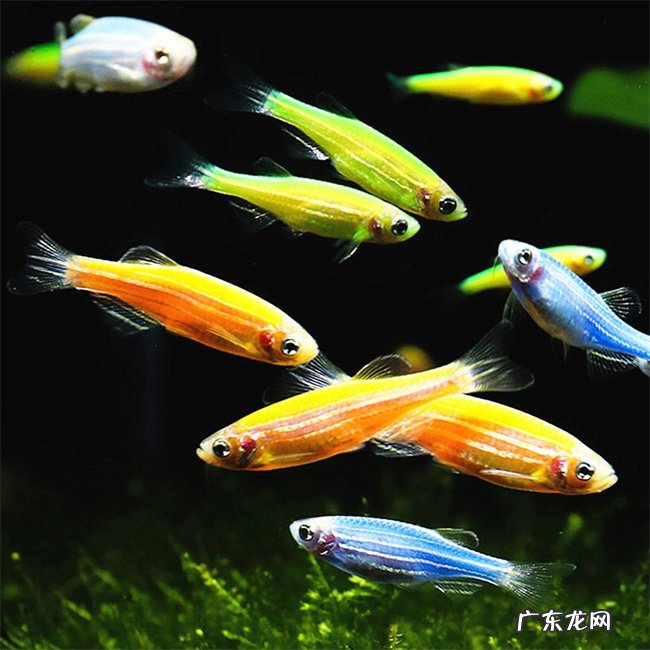 草金 哪些观赏鱼便宜又好养