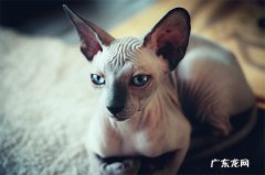 无毛猫 公认的通人性的猫咪有哪些