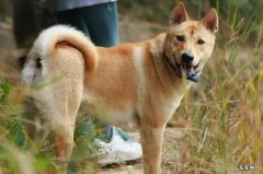 中华田园犬 哪些忠心的狗狗可以养一辈子