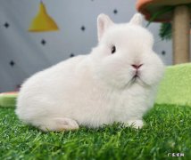 羊驼 哪些宠物几乎不咬人