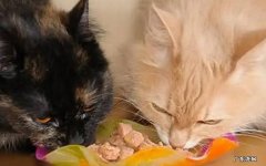缺乏营养 猫咪掉毛的原因是什么