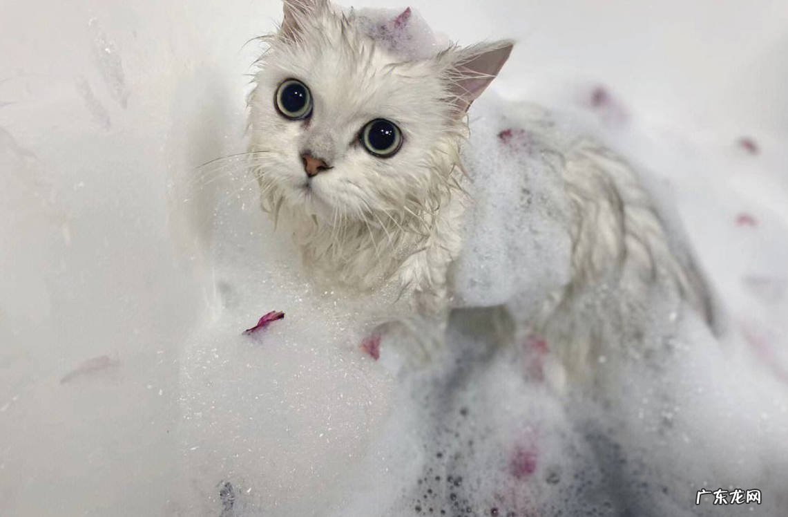 缺乏营养 猫咪掉毛的原因是什么
