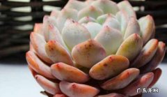 想让多肉植物繁殖 需要注意什么多肉植物繁殖方法有哪些？