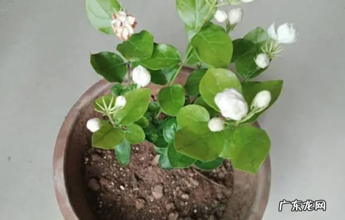 茉莉花盆栽怎么养才长得好茉莉花盆栽要注意哪些?