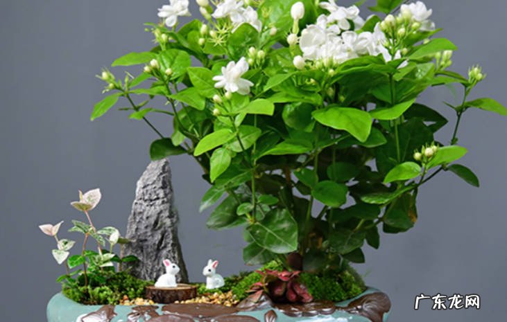 茉莉花盆栽怎么养才长得好茉莉花盆栽要注意哪些?
