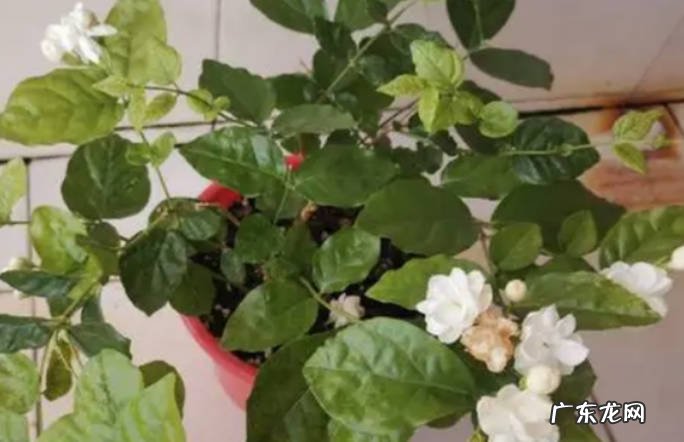 茉莉花盆栽怎么养才长得好茉莉花盆栽要注意哪些?