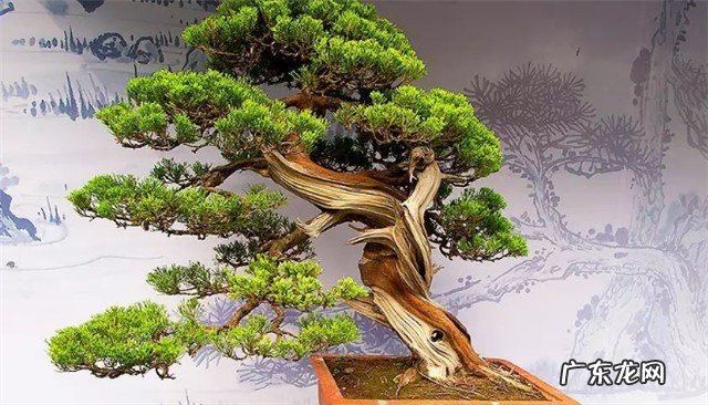 警惕夏季盆景养护五大禁忌让您的绿意久驻什么是五大禁忌